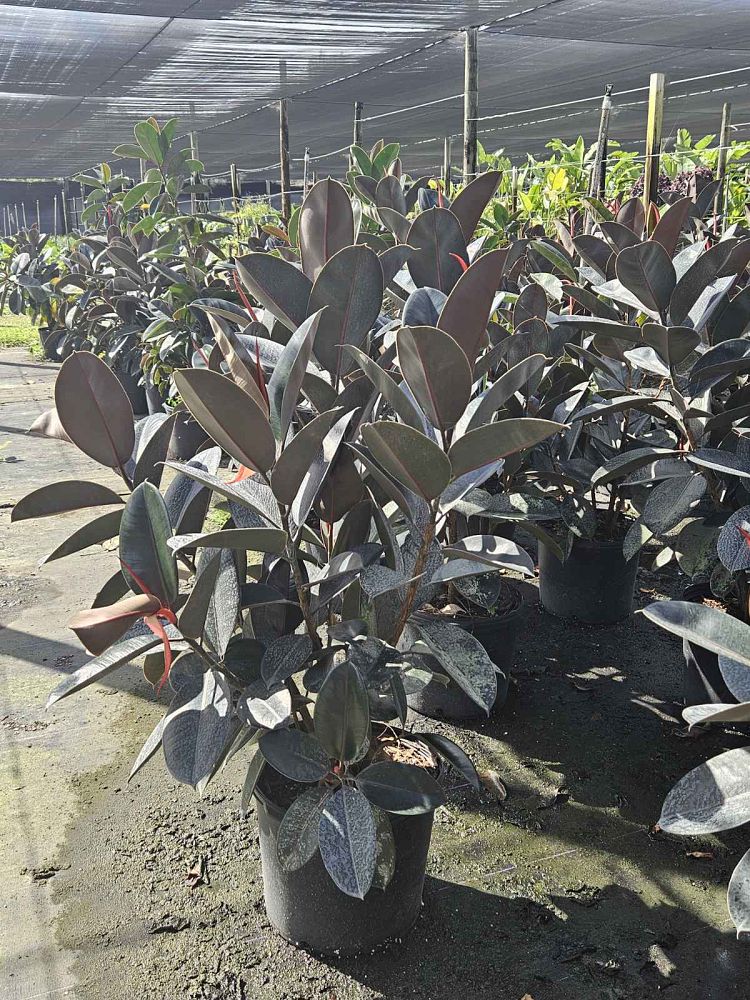 ficus-elastica-burgundy-rubber-plant-indian-rubber-tree