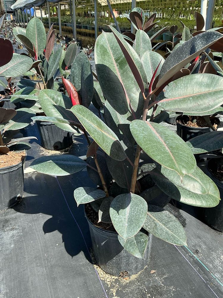 ficus-elastica-burgundy-rubber-plant-indian-rubber-tree