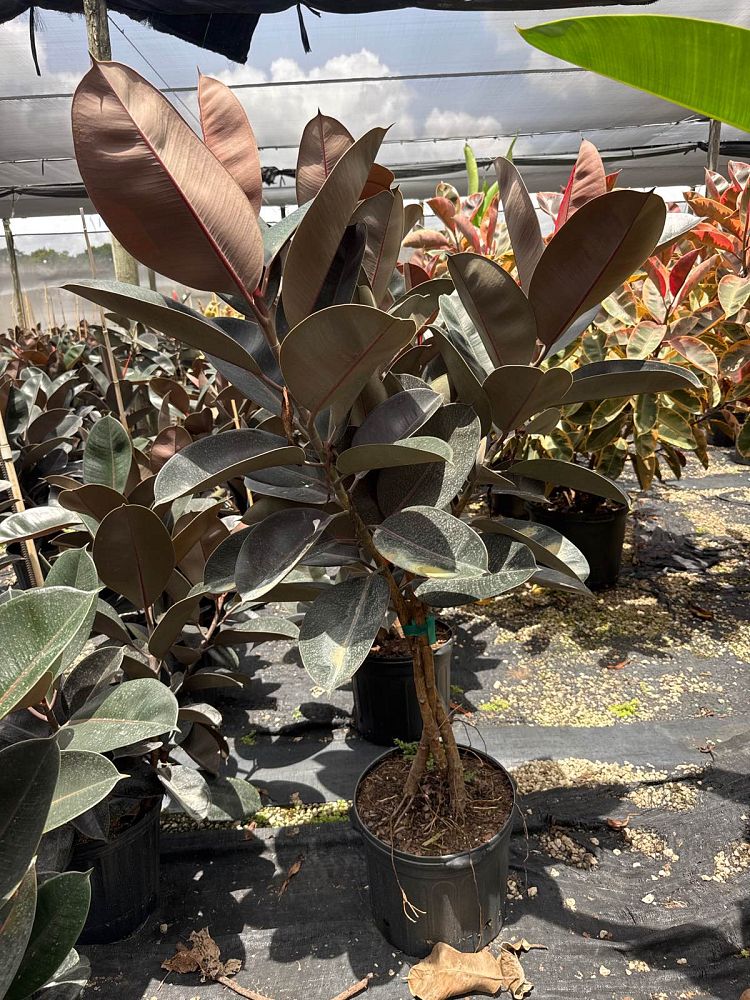 ficus-elastica-burgundy-rubber-plant-indian-rubber-tree