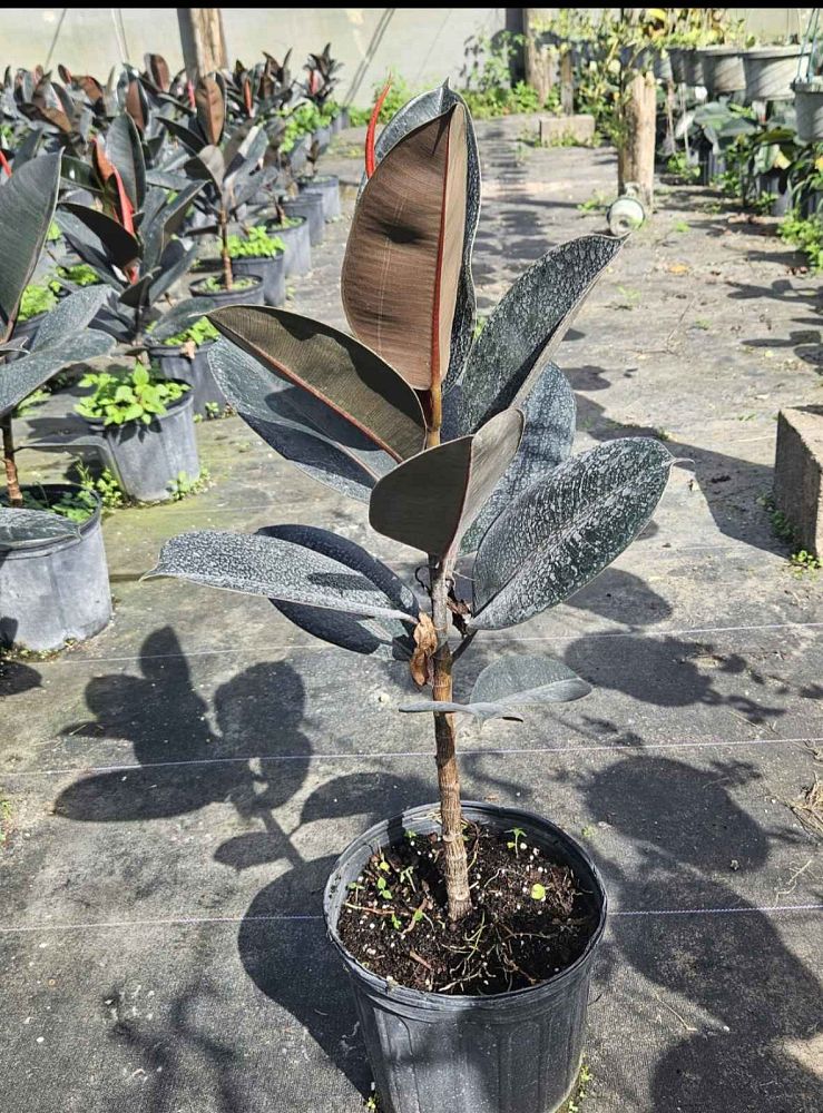ficus-elastica-burgundy-rubber-plant-indian-rubber-tree