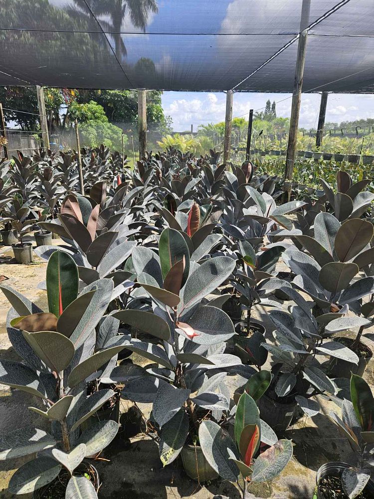 ficus-elastica-burgundy-rubber-plant-indian-rubber-tree