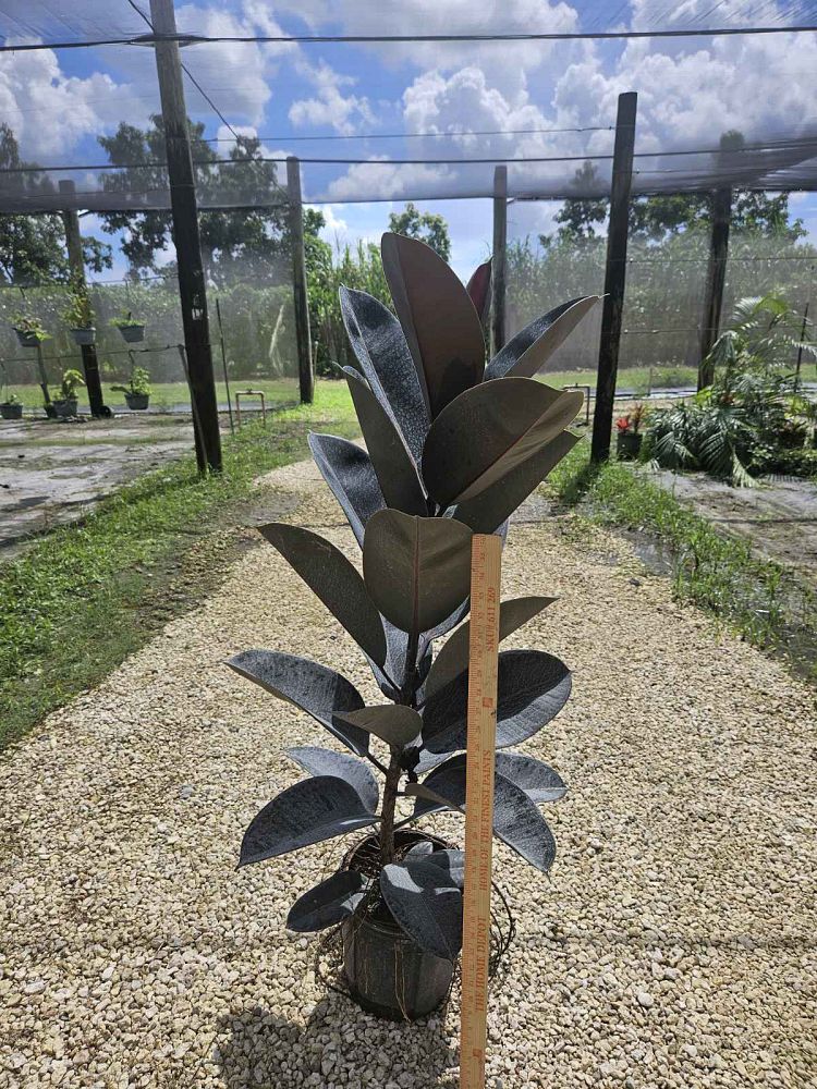 ficus-elastica-burgundy-rubber-plant-indian-rubber-tree