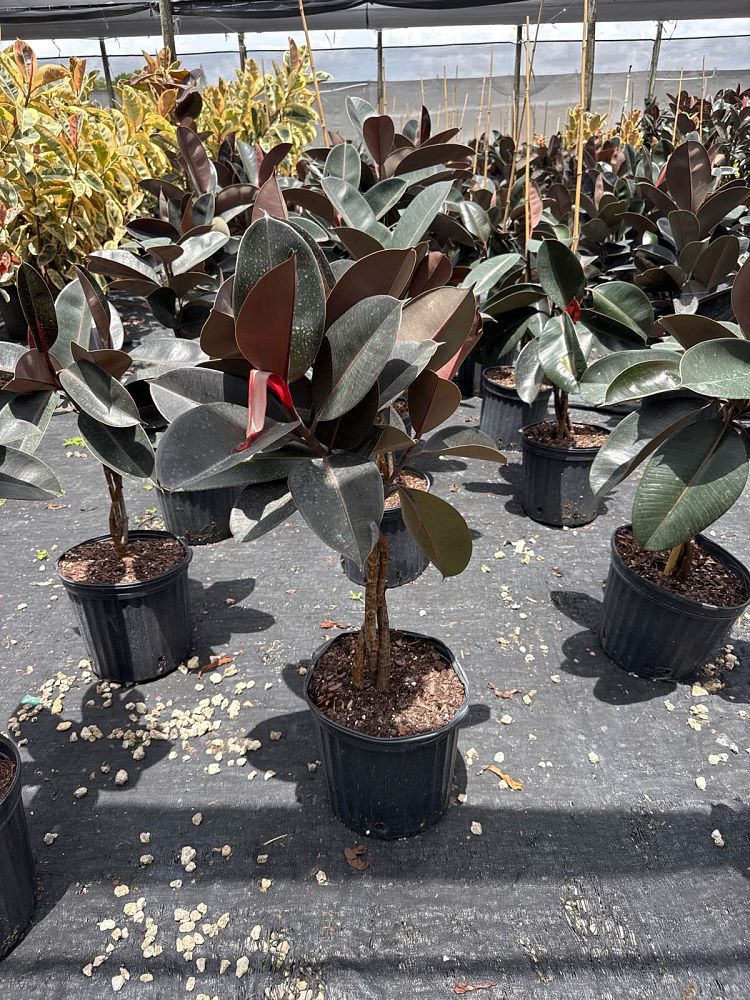 ficus-elastica-burgundy-rubber-plant-indian-rubber-tree