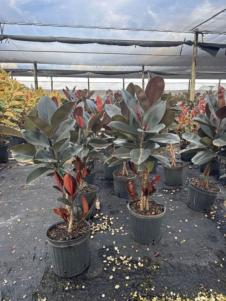 ficus-elastica-burgundy-rubber-plant-indian-rubber-tree