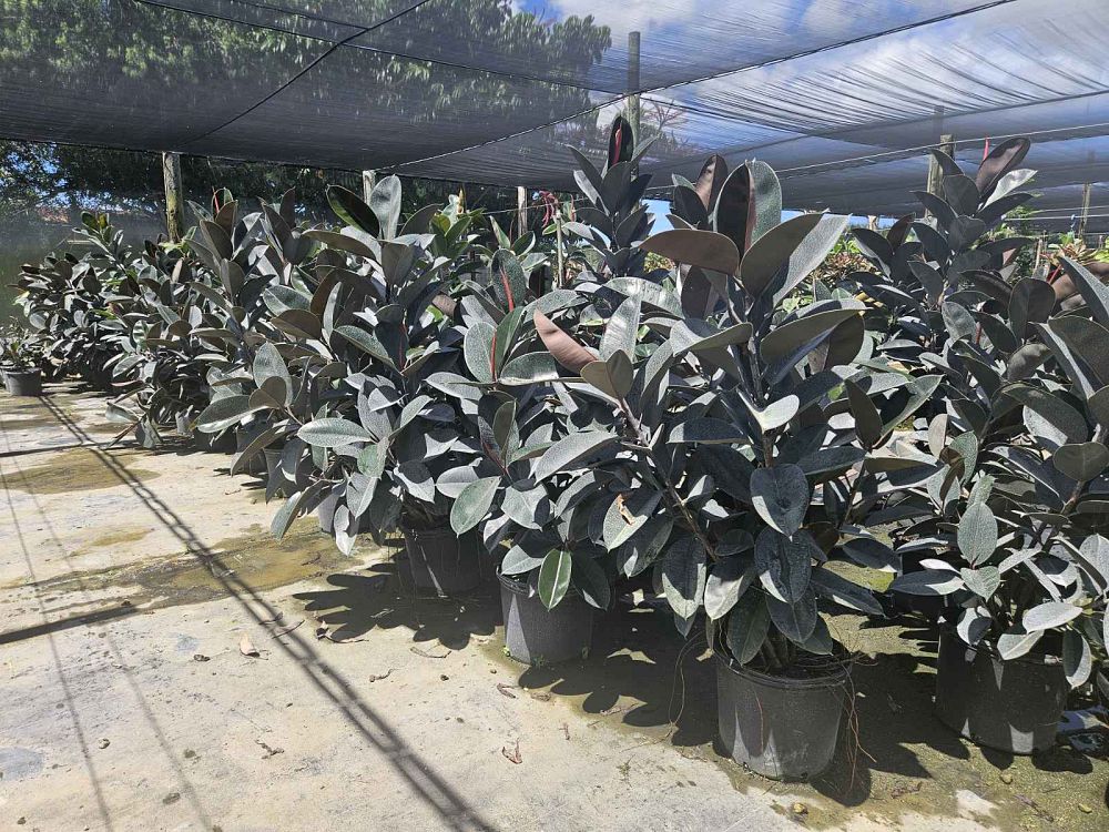 ficus-elastica-burgundy-rubber-plant-indian-rubber-tree