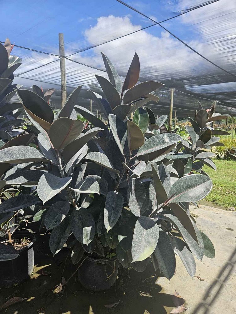 ficus-elastica-burgundy-rubber-plant-indian-rubber-tree
