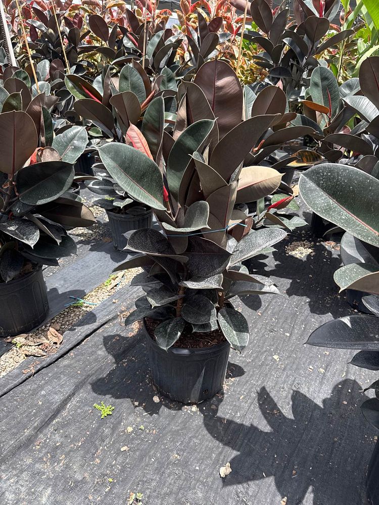 ficus-elastica-burgundy-rubber-plant-indian-rubber-tree