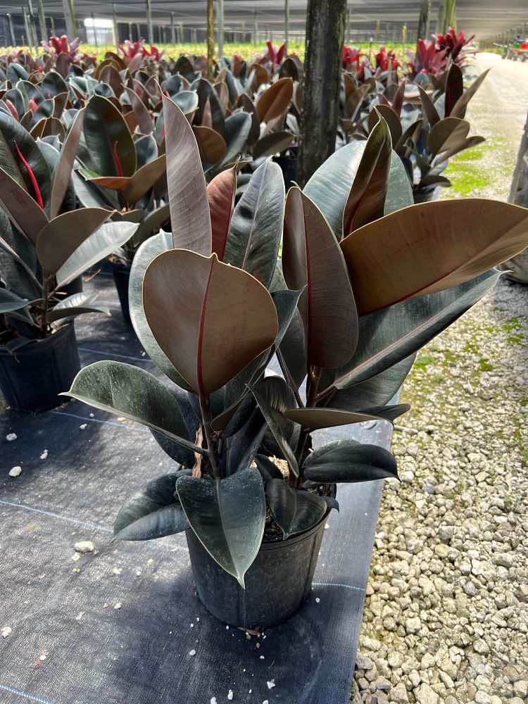 ficus-elastica-burgundy-rubber-plant-indian-rubber-tree