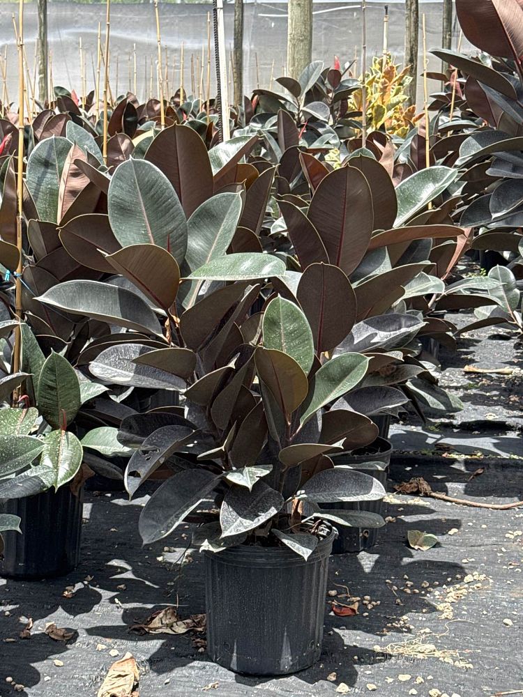 ficus-elastica-burgundy-rubber-plant-indian-rubber-tree