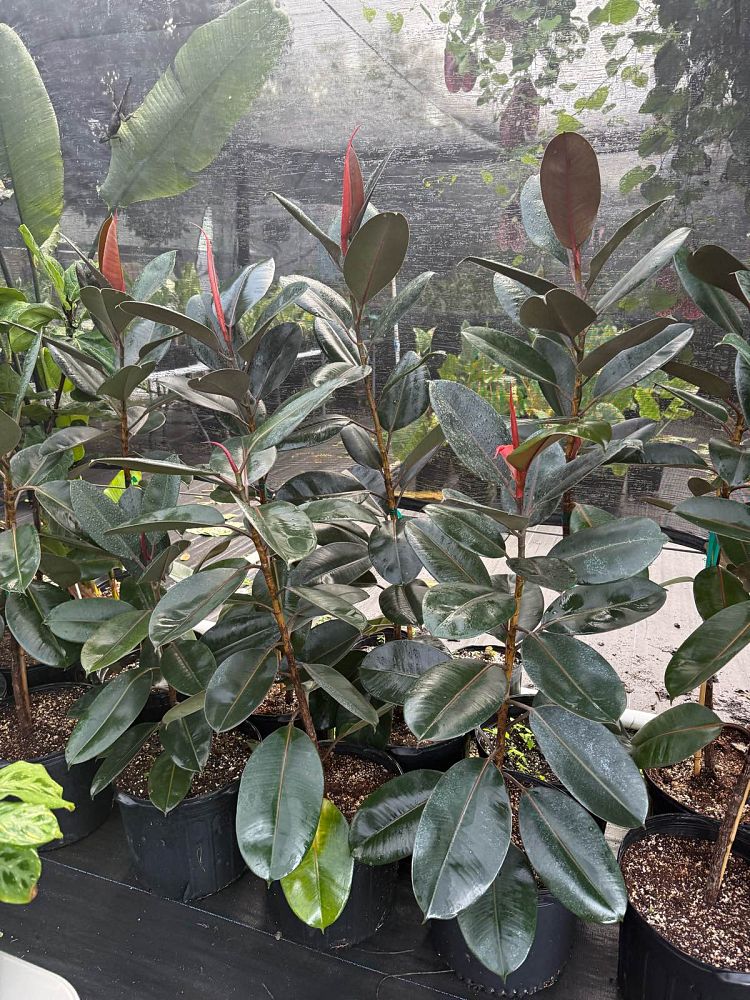 ficus-elastica-burgundy-rubber-plant-indian-rubber-tree