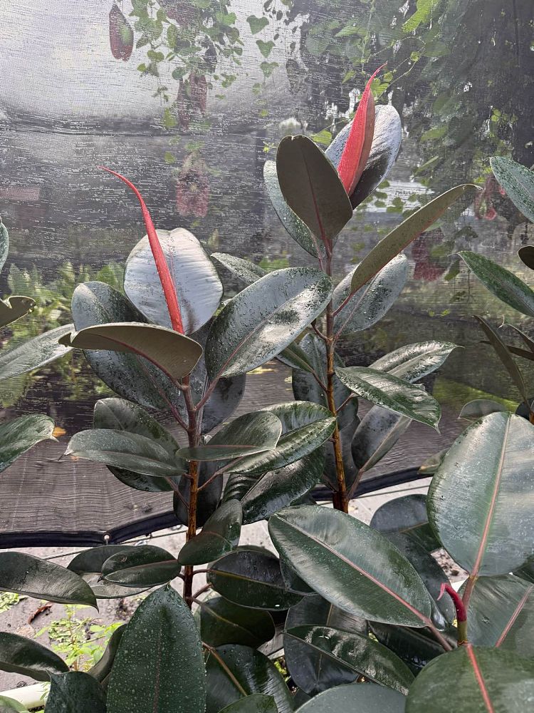 ficus-elastica-burgundy-rubber-plant-indian-rubber-tree