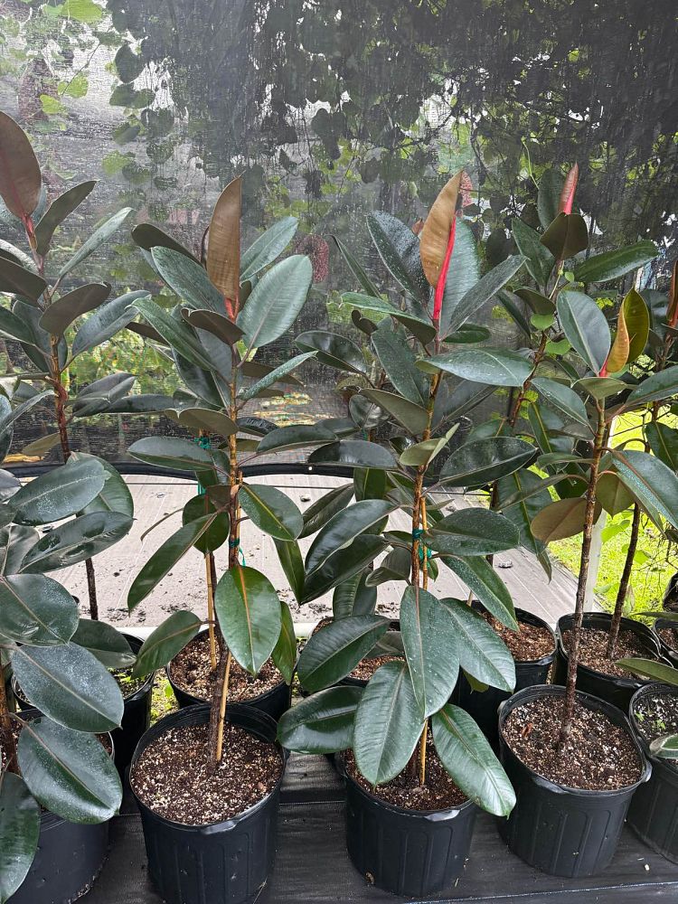 ficus-elastica-burgundy-rubber-plant-indian-rubber-tree