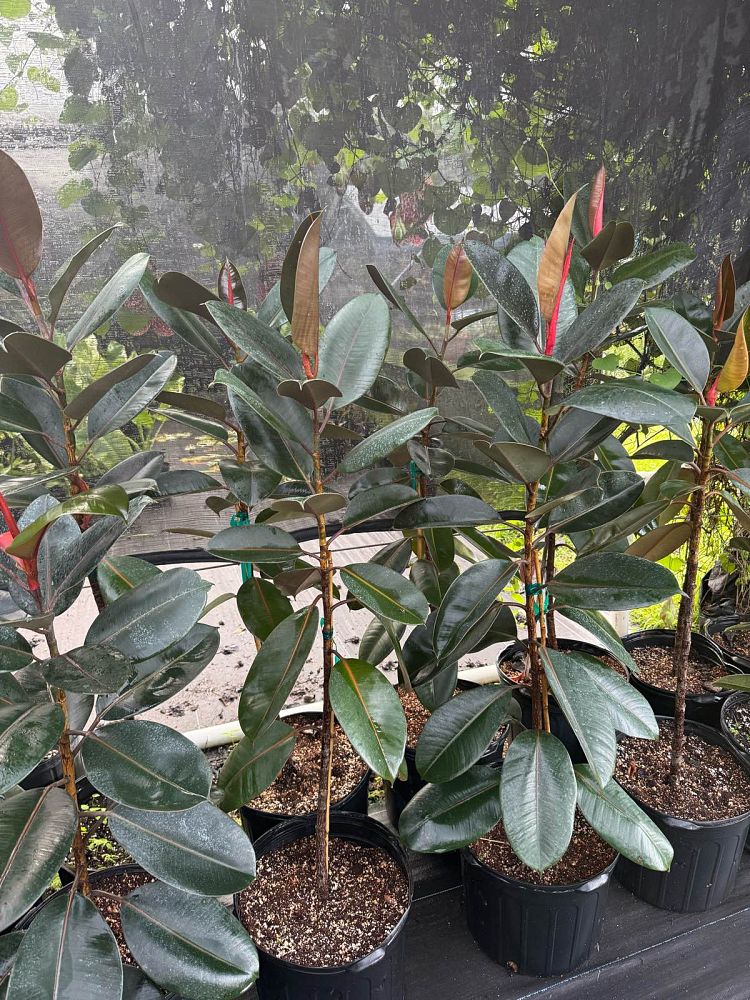 ficus-elastica-burgundy-rubber-plant-indian-rubber-tree