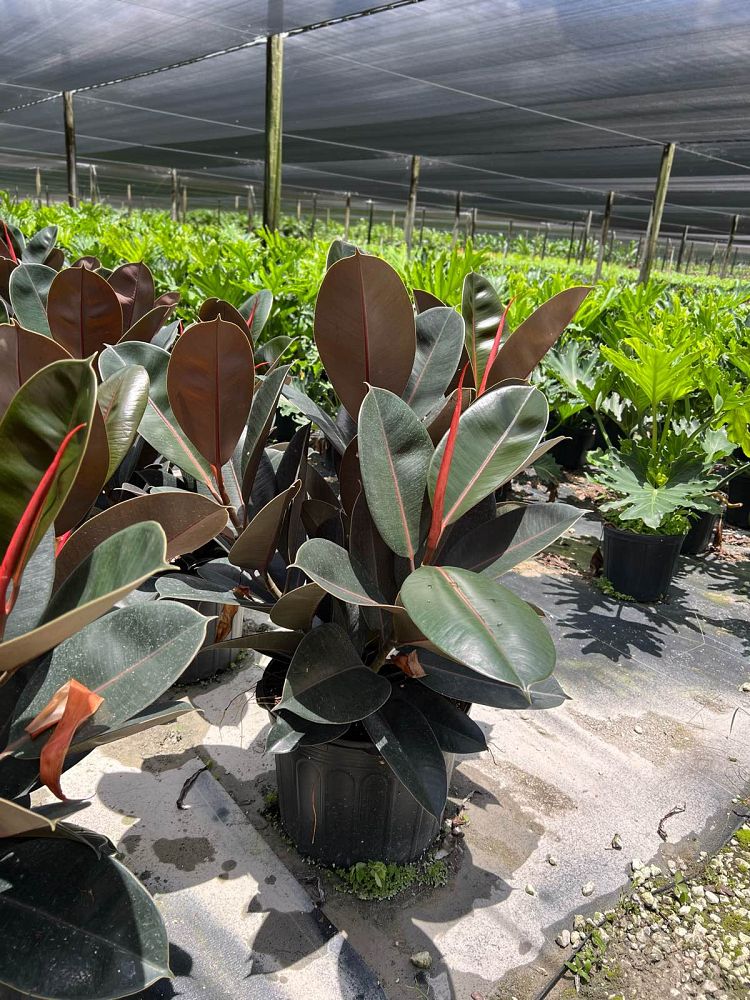 ficus-elastica-burgundy-rubber-plant-indian-rubber-tree