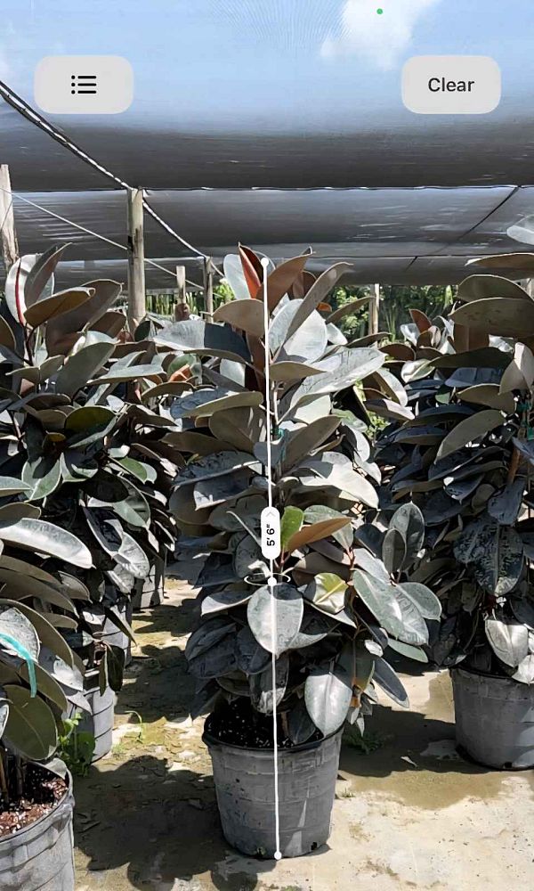 ficus-elastica-burgundy-rubber-plant-indian-rubber-tree