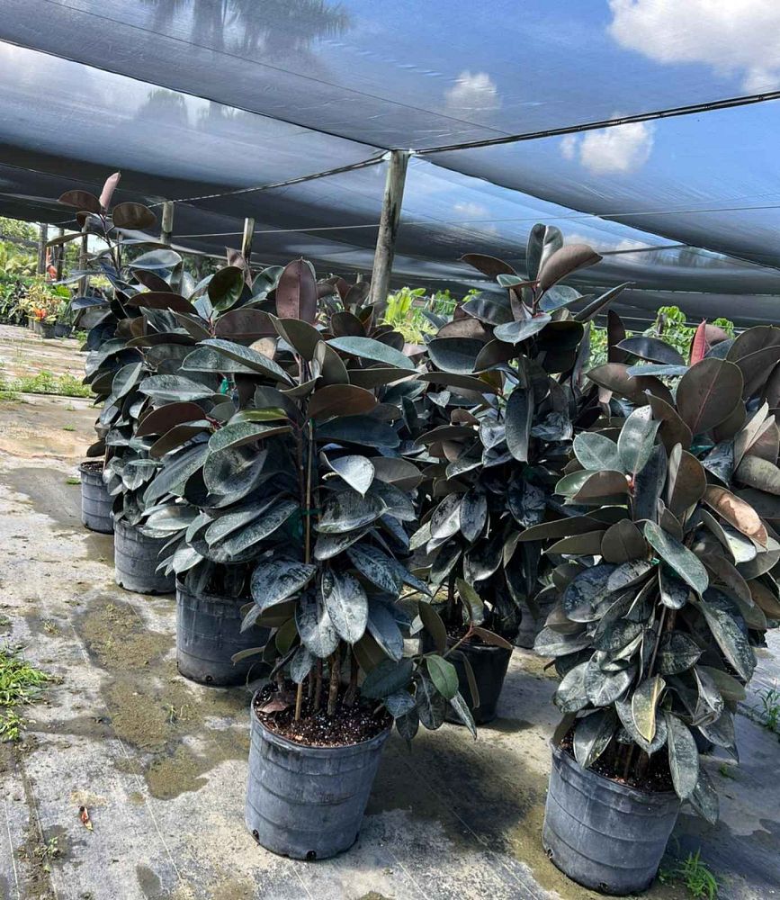 ficus-elastica-burgundy-rubber-plant-indian-rubber-tree