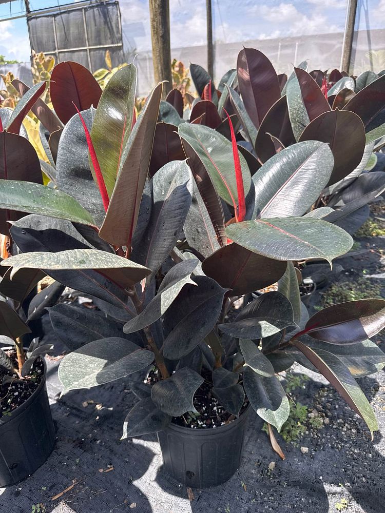 ficus-elastica-burgundy-rubber-plant-indian-rubber-tree