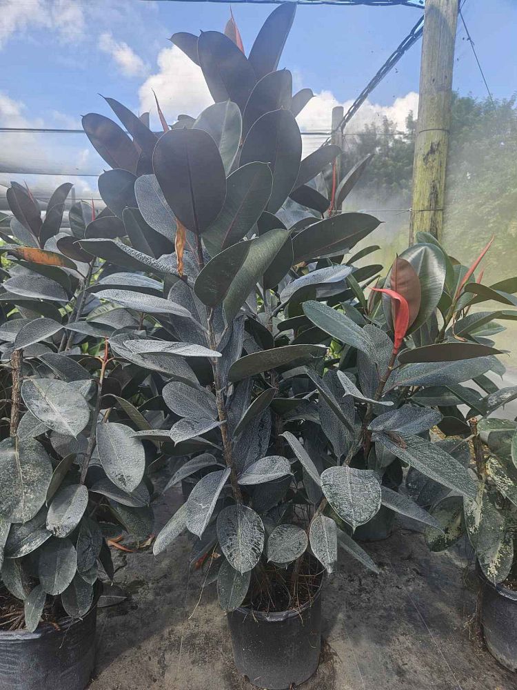 ficus-elastica-burgundy-rubber-plant-indian-rubber-tree