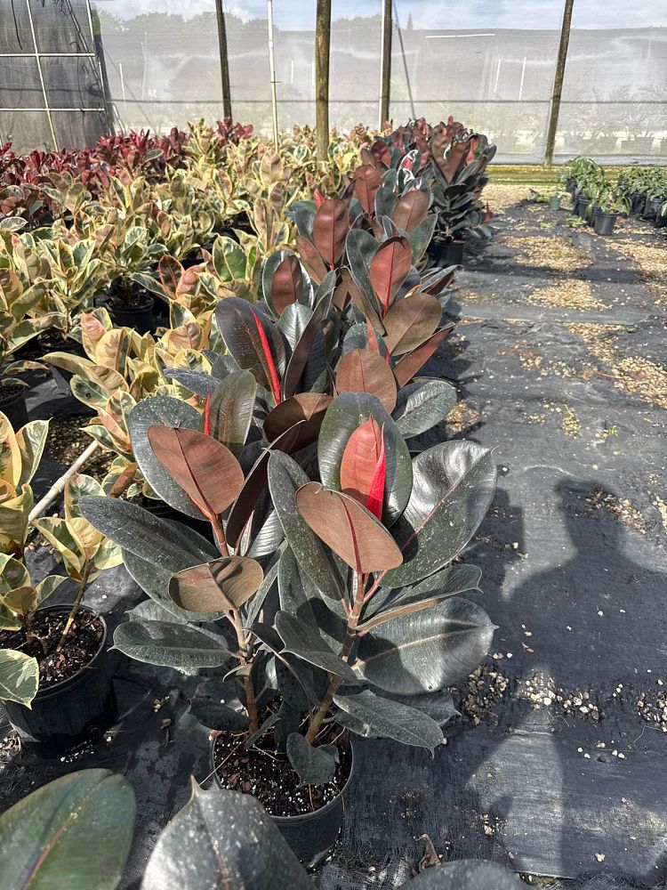 ficus-elastica-burgundy-rubber-plant-indian-rubber-tree