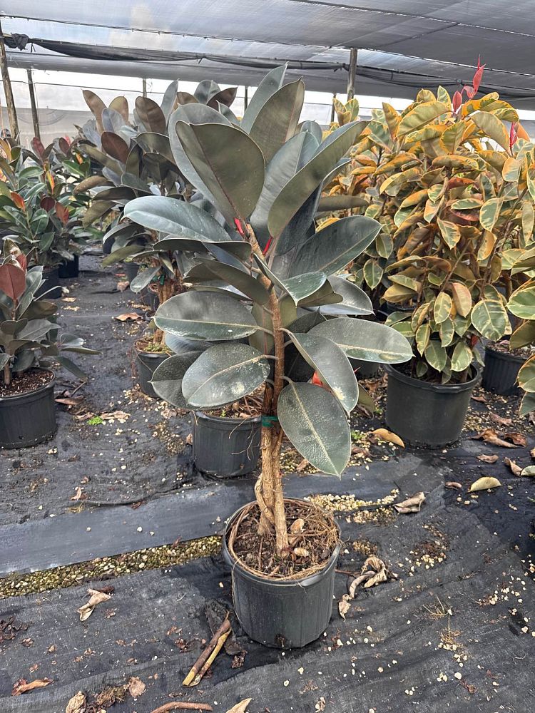 ficus-elastica-burgundy-rubber-plant-indian-rubber-tree