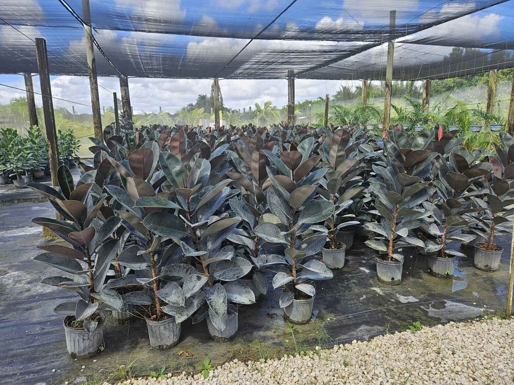 ficus-elastica-burgundy-rubber-plant-indian-rubber-tree