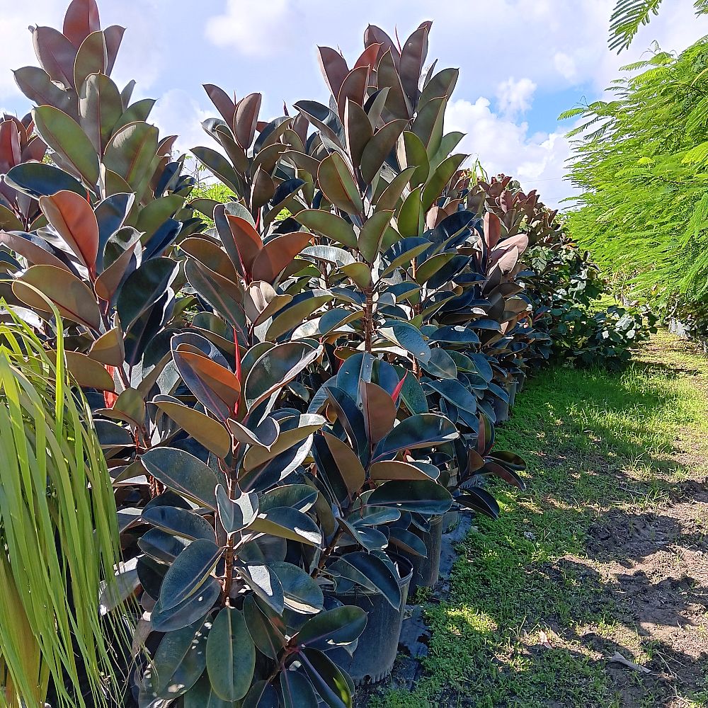 ficus-elastica-burgundy-rubber-plant-indian-rubber-tree