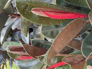 ficus-elastica-burgundy-rubber-plant-indian-rubber-tree