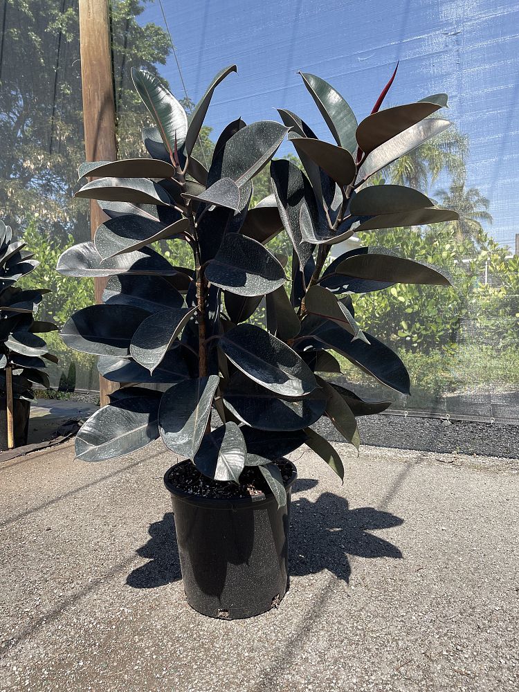 ficus-elastica-burgundy-rubber-plant-indian-rubber-tree