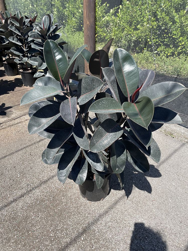 ficus-elastica-burgundy-rubber-plant-indian-rubber-tree