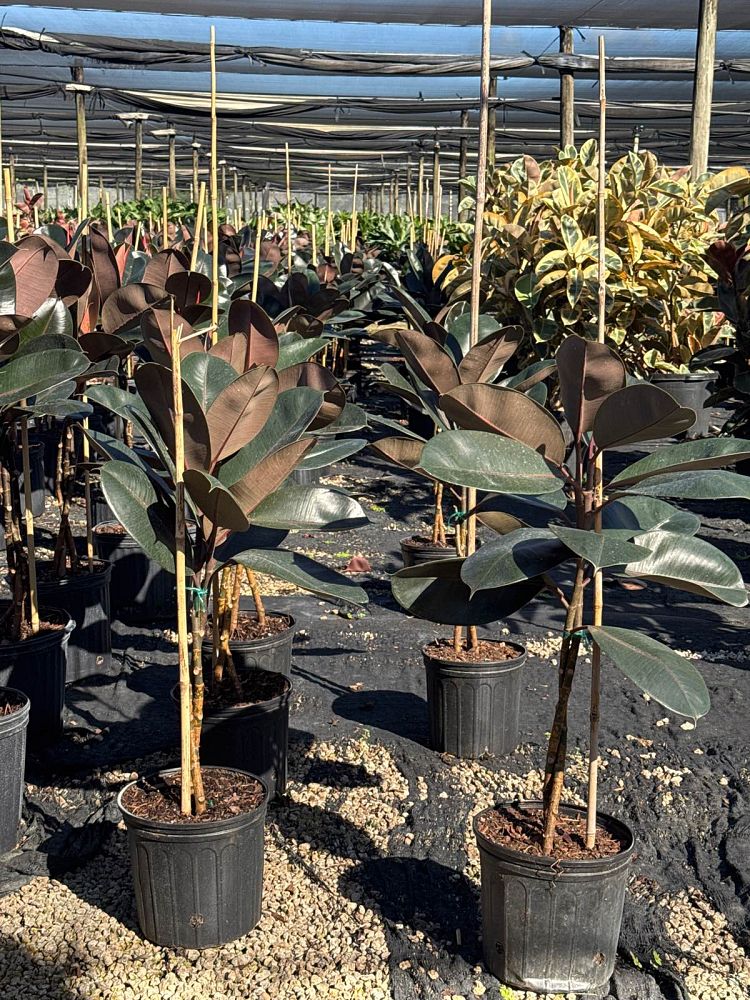 ficus-elastica-burgundy-rubber-plant-indian-rubber-tree