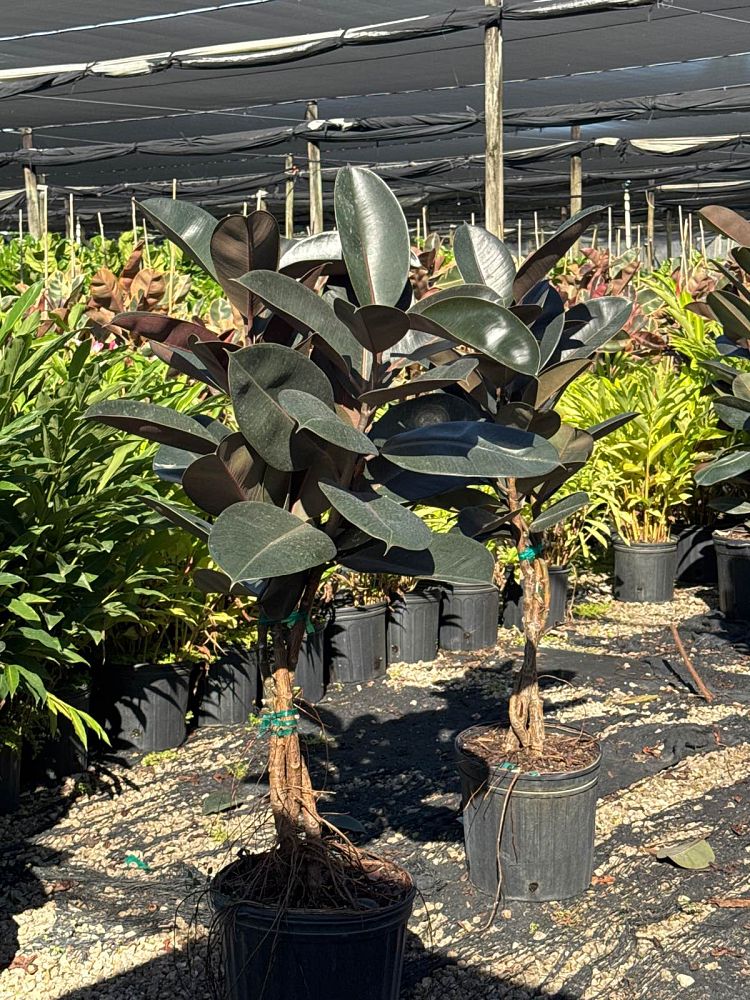 ficus-elastica-burgundy-rubber-plant-indian-rubber-tree