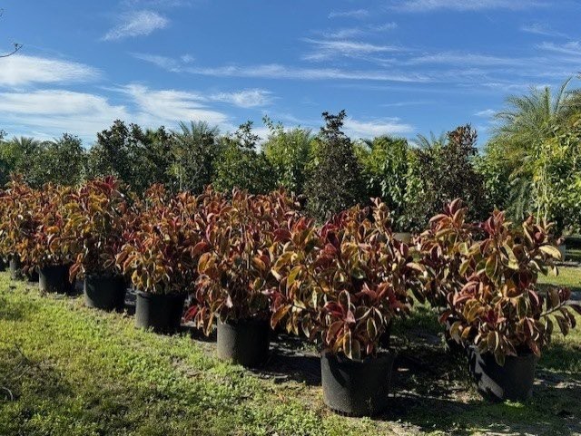 ficus-elastica-burgundy-rubber-plant-indian-rubber-tree