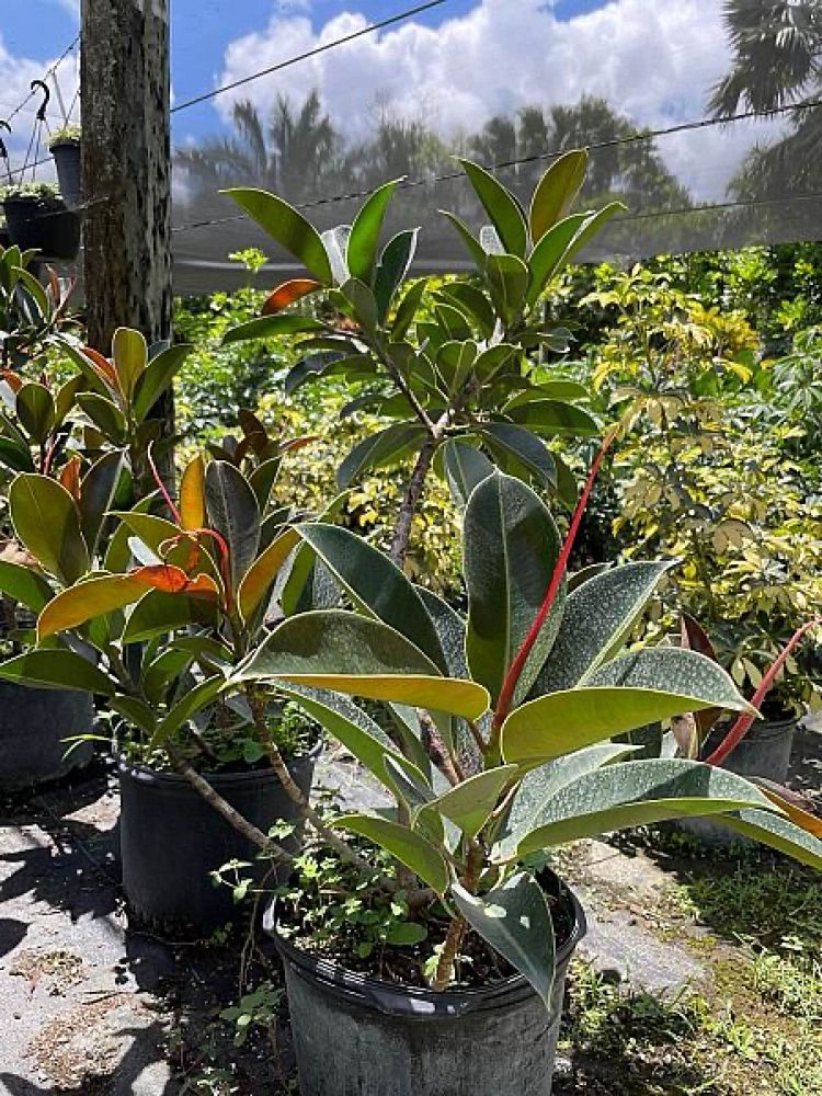 ficus-elastica-decora-compacta-rubber-plant-indian-rubber-tree