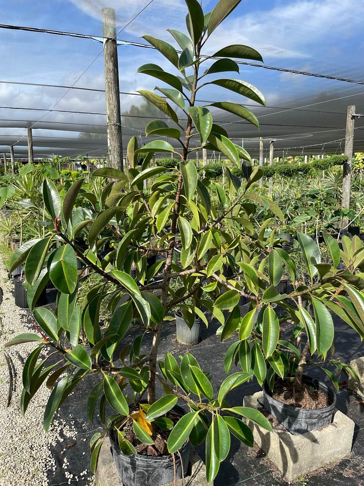 ficus-elastica-decora-compacta-rubber-plant-indian-rubber-tree