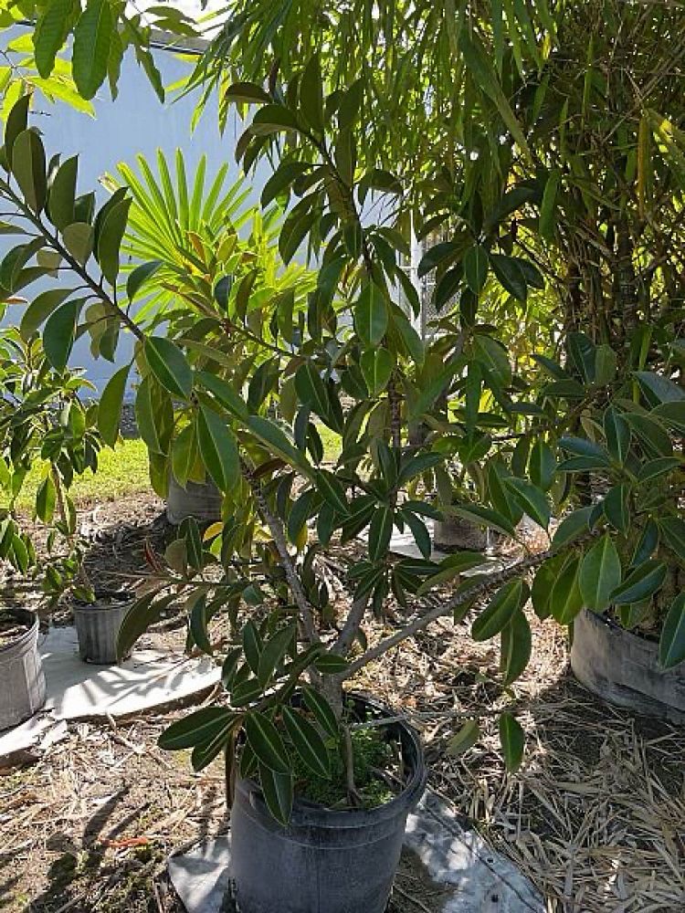 ficus-elastica-decora-compacta-rubber-plant-indian-rubber-tree