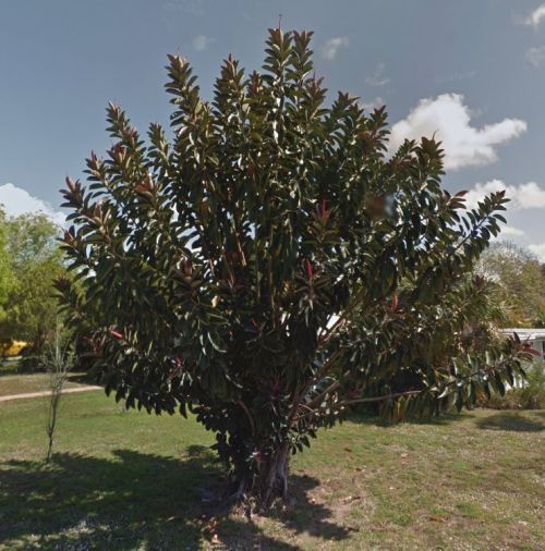 ficus-elastica-decora-rubber-plant-indian-rubber-tree