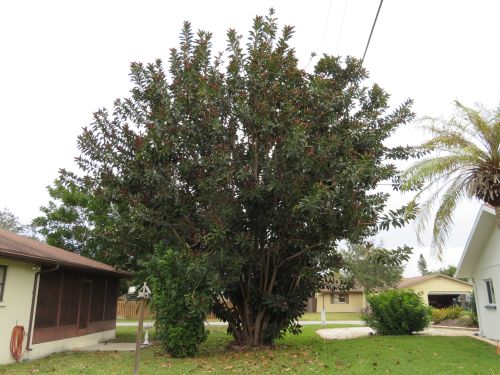 ficus-elastica-decora-rubber-plant-indian-rubber-tree