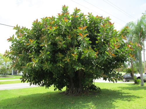 ficus-elastica-decora-rubber-plant-indian-rubber-tree