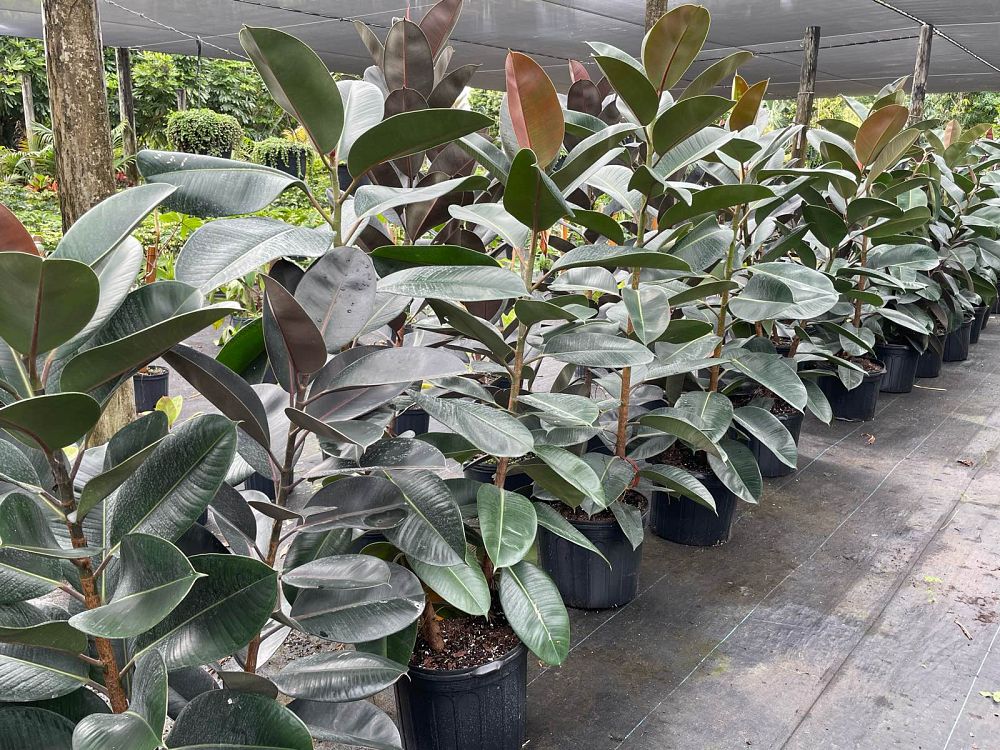 ficus-elastica-decora-rubber-plant-indian-rubber-tree