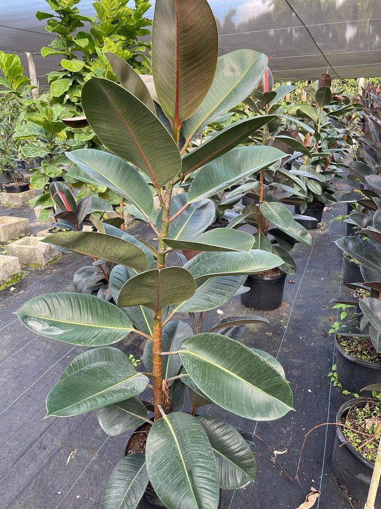 ficus-elastica-decora-rubber-plant-indian-rubber-tree