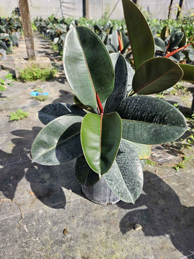 ficus-elastica-robusta-rubber-plant-indian-rubber-tree