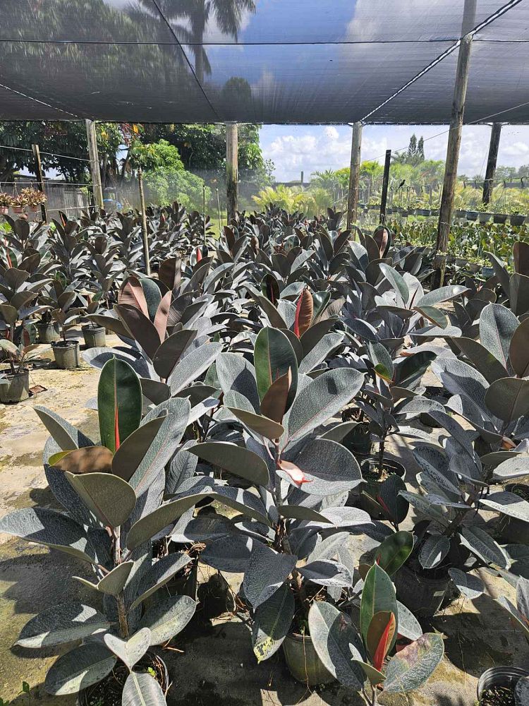 ficus-elastica-robusta-rubber-plant-indian-rubber-tree