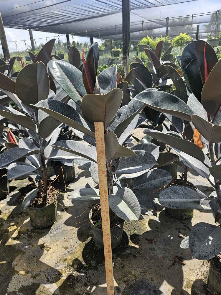 ficus-elastica-robusta-rubber-plant-indian-rubber-tree