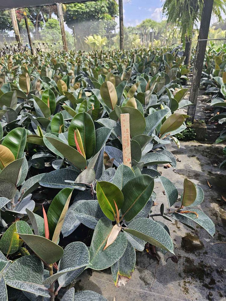 ficus-elastica-robusta-rubber-plant-indian-rubber-tree
