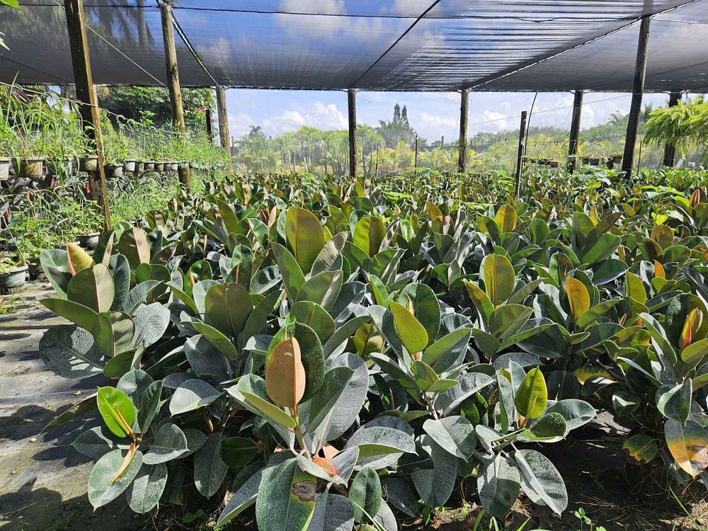 ficus-elastica-robusta-rubber-plant-indian-rubber-tree
