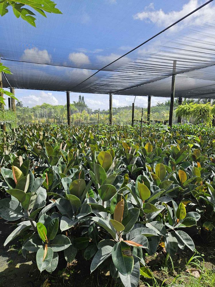 ficus-elastica-robusta-rubber-plant-indian-rubber-tree