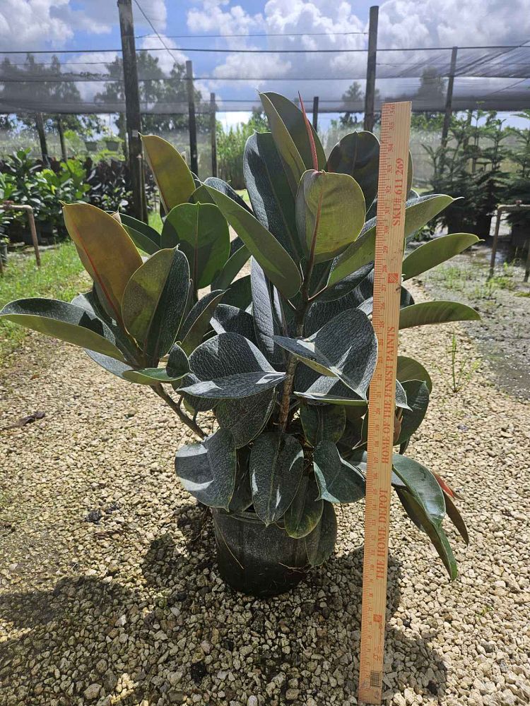 ficus-elastica-robusta-rubber-plant-indian-rubber-tree