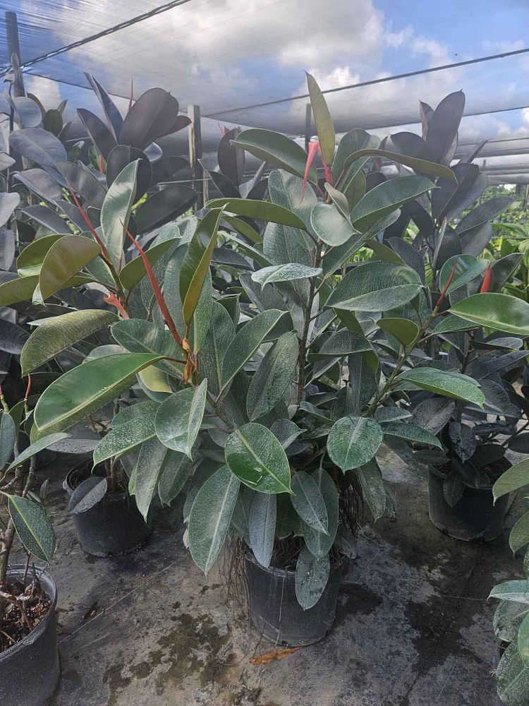 ficus-elastica-robusta-rubber-plant-indian-rubber-tree