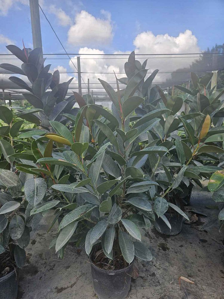 ficus-elastica-robusta-rubber-plant-indian-rubber-tree