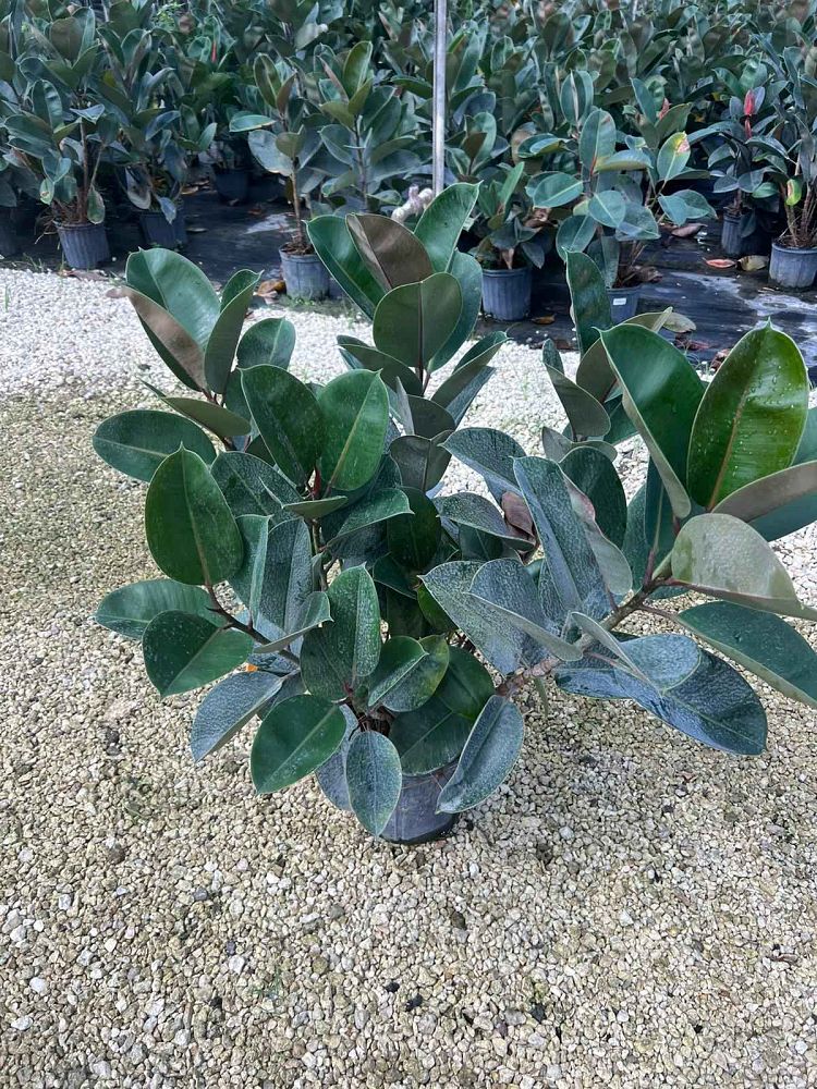 ficus-elastica-robusta-rubber-plant-indian-rubber-tree